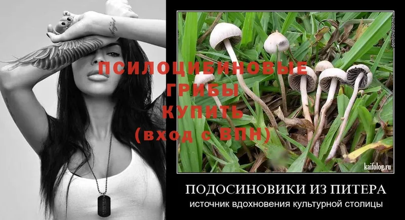 Галлюциногенные грибы Cubensis  Салават 